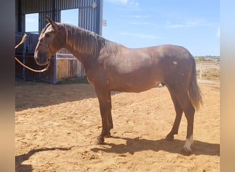 PRE, Hengst, 3 Jahre, 167 cm, Schimmel