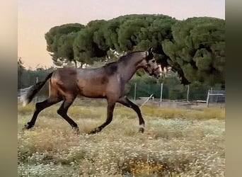 PRE Mix, Hengst, 3 Jahre, 168 cm, Apfelschimmel