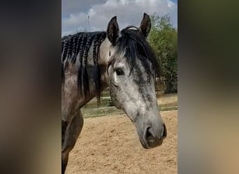 PRE Mix, Hengst, 3 Jahre, 168 cm, Apfelschimmel