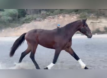 PRE, Hengst, 3 Jahre, 168 cm, Brauner