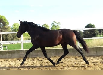 PRE Mix, Hengst, 3 Jahre, 168 cm, Brauner