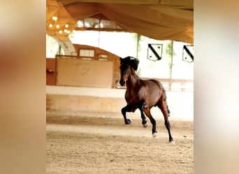 PRE Mix, Hengst, 3 Jahre, 168 cm, Brauner
