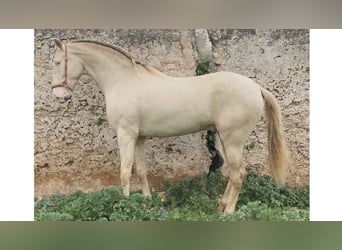 PRE Mix, Hengst, 3 Jahre, 168 cm, Pearl