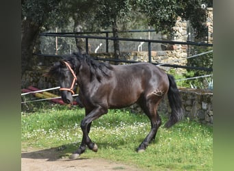 PRE, Hengst, 3 Jahre, 168 cm, Rappe