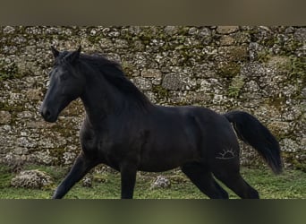 PRE, Hengst, 3 Jahre, 168 cm, Rappe