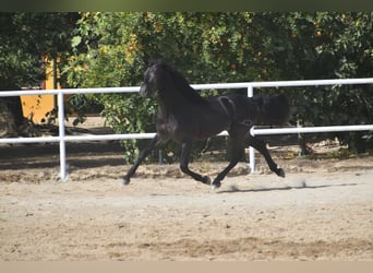 PRE, Hengst, 3 Jahre, 168 cm, Rappe