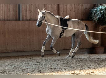 PRE, Hengst, 3 Jahre, 168 cm, Schimmel