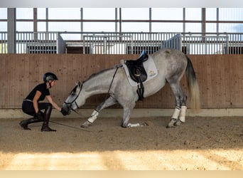 PRE, Hengst, 3 Jahre, 168 cm, Schimmel