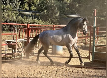 PRE, Hengst, 3 Jahre, 168 cm, Schimmel