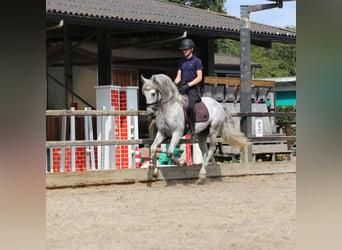 PRE Mix, Hengst, 3 Jahre, 168 cm, Schimmel