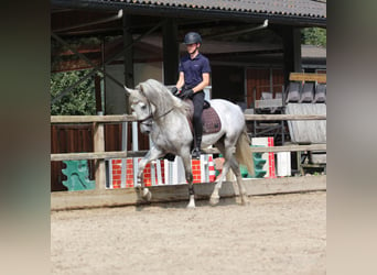 PRE Mix, Hengst, 3 Jahre, 168 cm, Schimmel