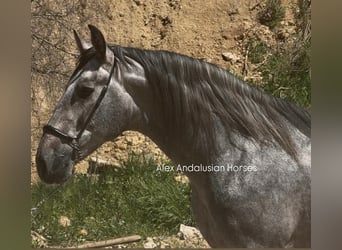 PRE, Hengst, 3 Jahre, 168 cm, Schimmel