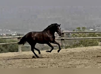PRE Mix, Hengst, 3 Jahre, 169 cm, Rappe