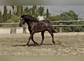 PRE Mix, Hengst, 3 Jahre, 169 cm, Rappe
