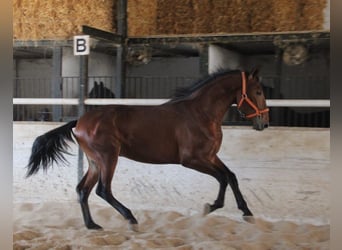 PRE, Hengst, 3 Jahre, 170 cm, Brauner