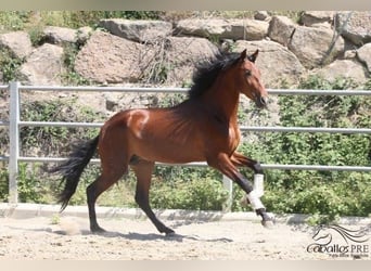 PRE, Hengst, 3 Jahre, 170 cm, Brauner