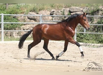 PRE, Hengst, 3 Jahre, 170 cm, Brauner