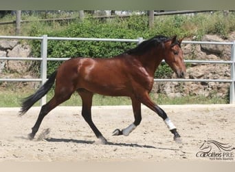 PRE, Hengst, 3 Jahre, 170 cm, Brauner