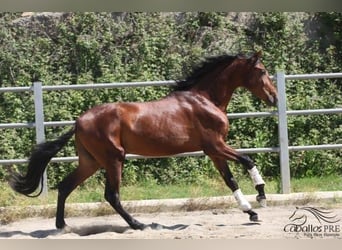 PRE, Hengst, 3 Jahre, 170 cm, Brauner