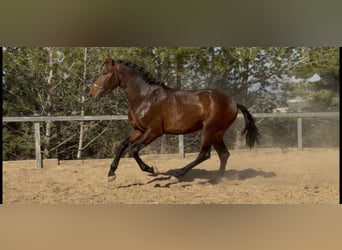 PRE Mix, Hengst, 3 Jahre, 170 cm, Brauner