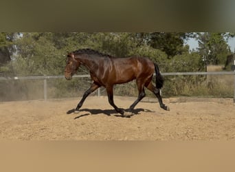 PRE Mix, Hengst, 3 Jahre, 170 cm, Brauner