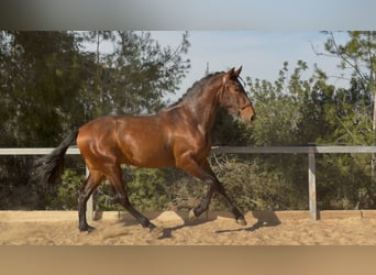 PRE Mix, Hengst, 3 Jahre, 170 cm, Brauner