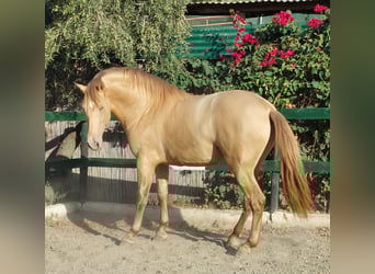 PRE, Hengst, 3 Jahre, 170 cm, Champagne