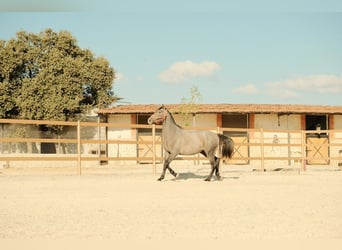 PRE Mix, Hengst, 3 Jahre, 170 cm