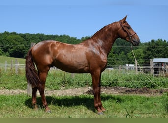 PRE, Hengst, 3 Jahre, 170 cm, Fuchs