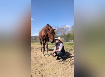 PRE Mix, Hengst, 3 Jahre, 170 cm, Fuchs