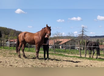 PRE Mix, Hengst, 3 Jahre, 170 cm, Fuchs