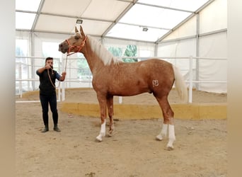 PRE, Hengst, 3 Jahre, 170 cm, Palomino