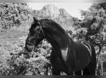 PRE Mix, Hengst, 3 Jahre, 170 cm, Rappe