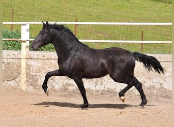 PRE Mix, Hengst, 3 Jahre, 170 cm, Rappe