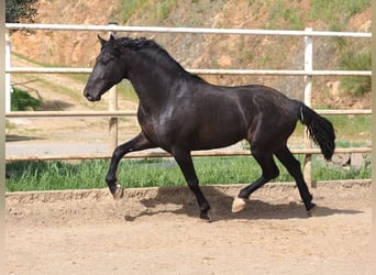 PRE Mix, Hengst, 3 Jahre, 170 cm, Rappe