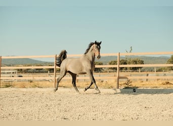 PRE Mix, Hengst, 3 Jahre, 170 cm, Schimmel