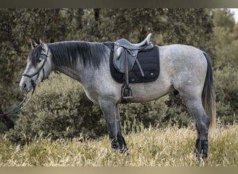 PRE, Hengst, 3 Jahre, 170 cm, Schimmel