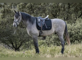 PRE, Hengst, 3 Jahre, 170 cm, Schimmel