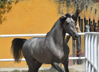 PRE, Hengst, 3 Jahre, 170 cm, Schimmel