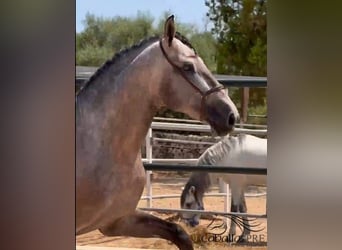 PRE Mix, Hengst, 3 Jahre, 170 cm, Schimmel