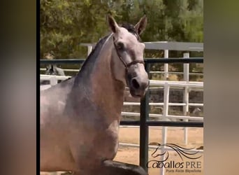 PRE Mix, Hengst, 3 Jahre, 170 cm, Schimmel