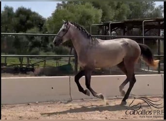 PRE Mix, Hengst, 3 Jahre, 170 cm, Schimmel