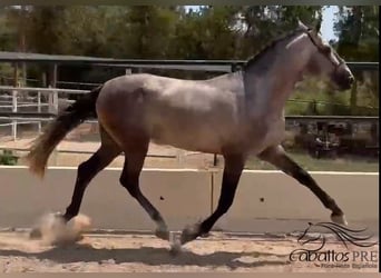 PRE Mix, Hengst, 3 Jahre, 170 cm, Schimmel