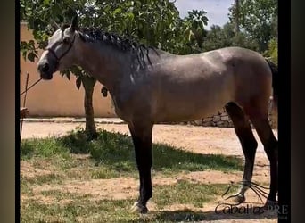 PRE Mix, Hengst, 3 Jahre, 170 cm, Schimmel