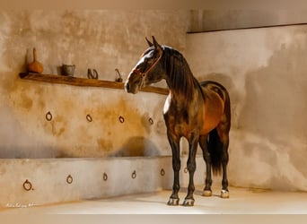 PRE Mix, Hengst, 3 Jahre, 171 cm, Dunalino
