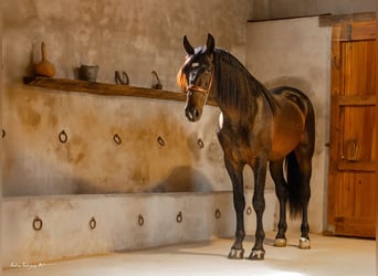 PRE Mix, Hengst, 3 Jahre, 171 cm, Dunalino