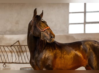 PRE Mix, Hengst, 3 Jahre, 171 cm, Dunalino