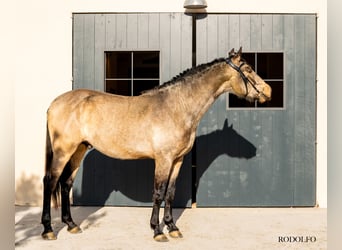 PRE, Hengst, 3 Jahre, 171 cm, Falbe