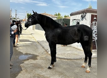 PRE Mix, Hengst, 3 Jahre, 172 cm, Apfelschimmel