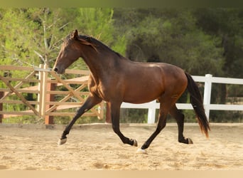 PRE Mix, Hengst, 3 Jahre, 172 cm, Brauner